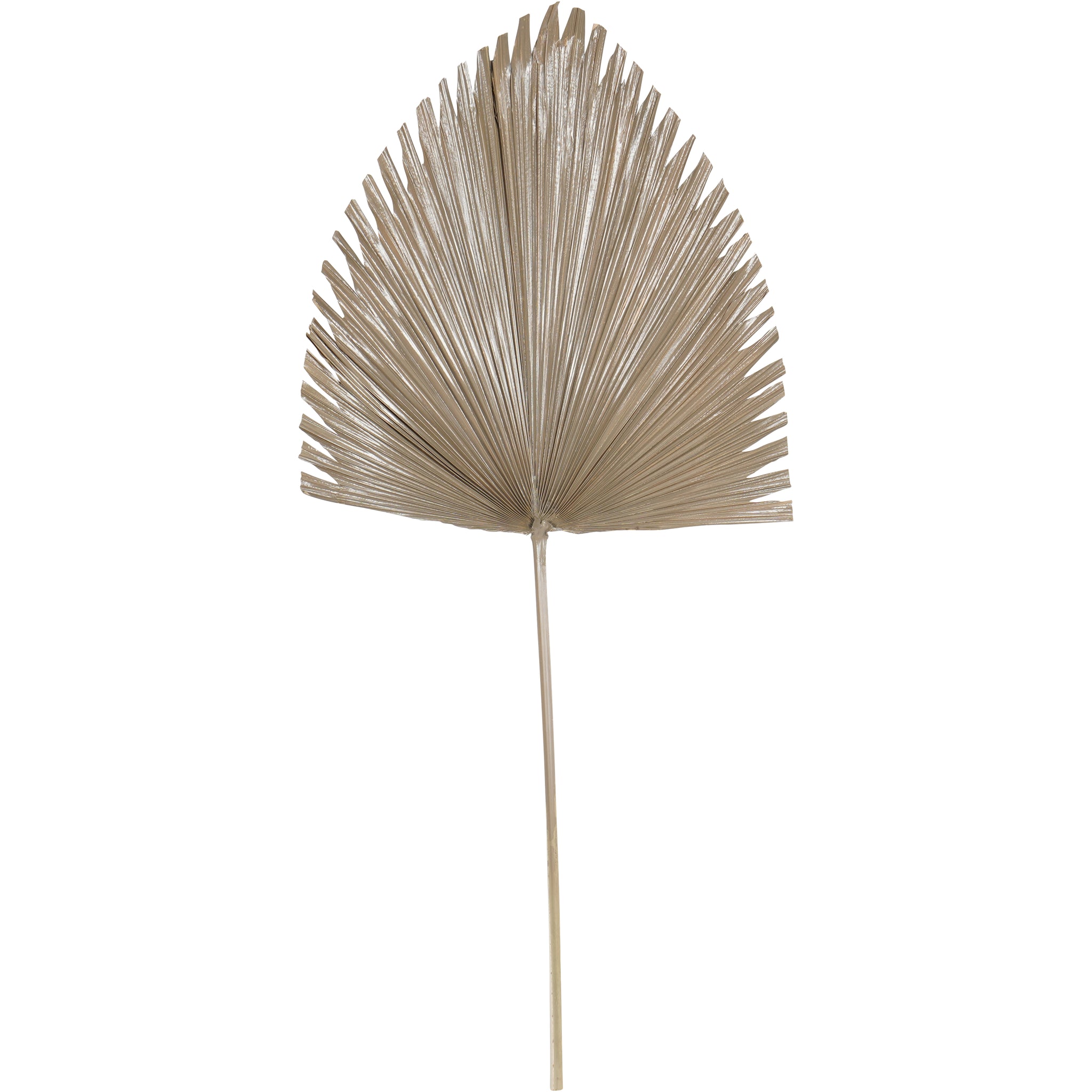 Brown Arrowhead Palm Leaf