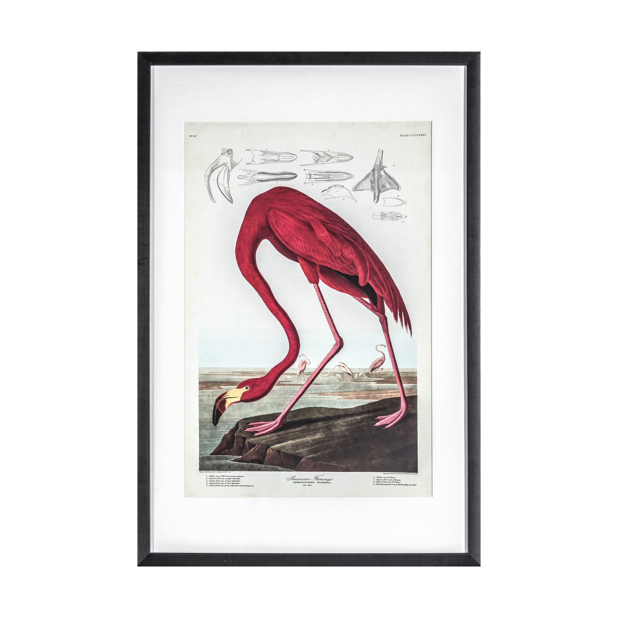 Inquisitive Flamingo Framed Art