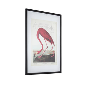 Inquisitive Flamingo Framed Art