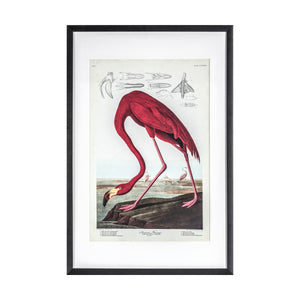 Inquisitive Flamingo Framed Art