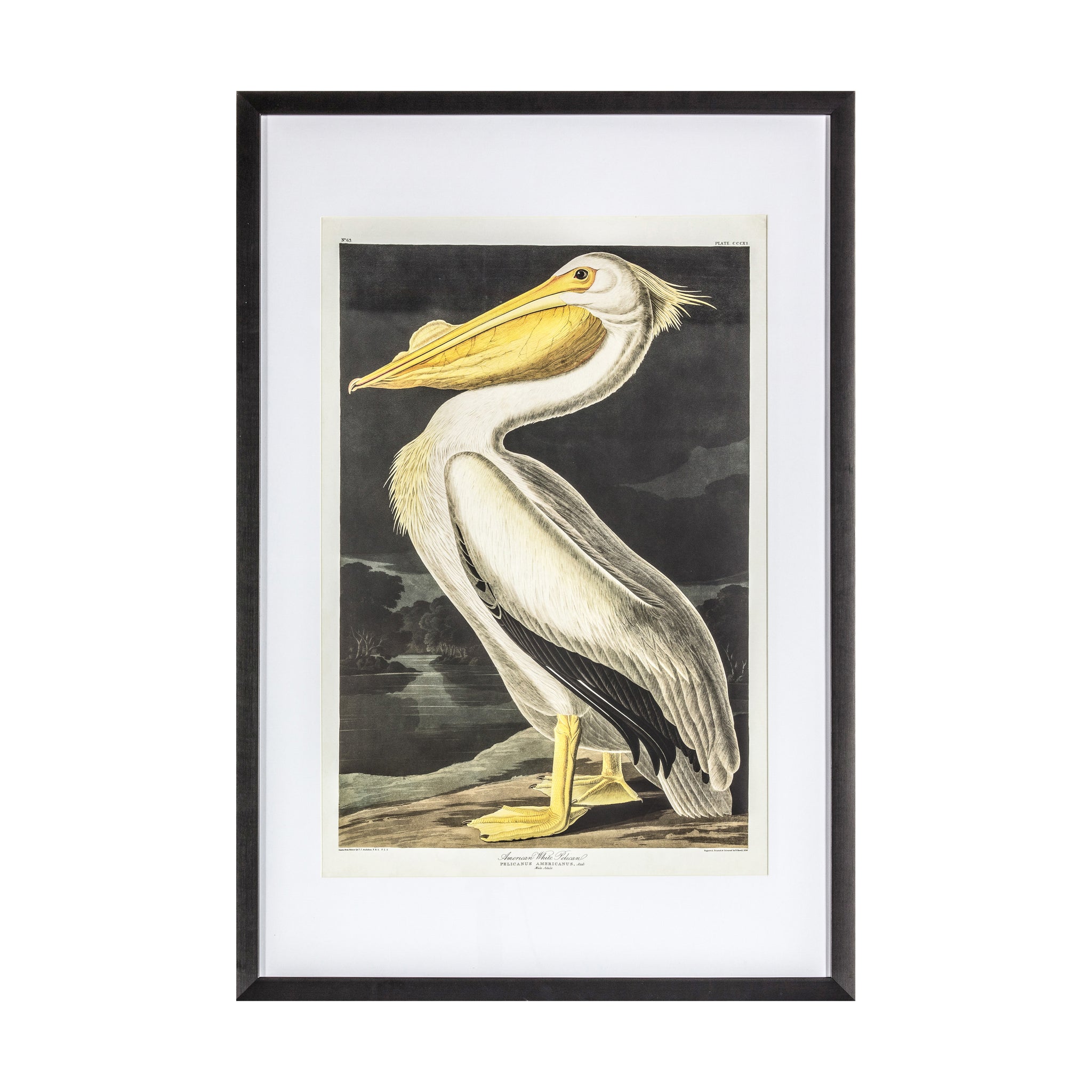 Curious Pelican Framed Art