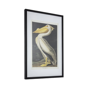 Curious Pelican Framed Art