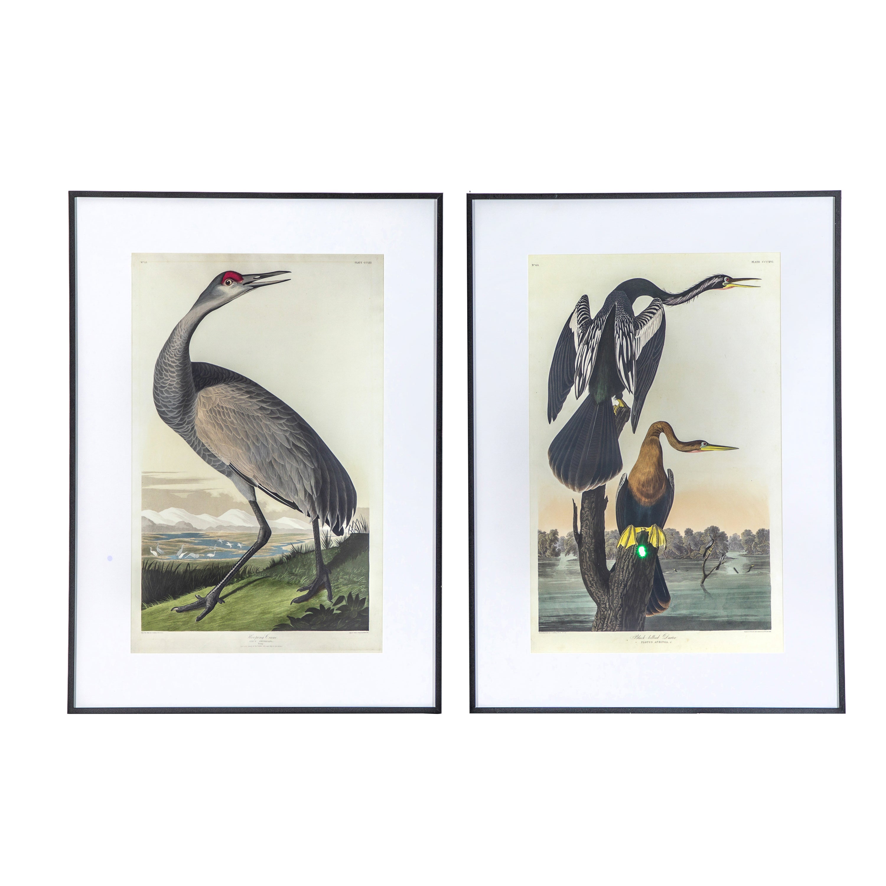 Tropical Fowl Study Framed Art Set of 2